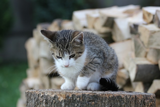 Mačka je perfektný domáci miláčik